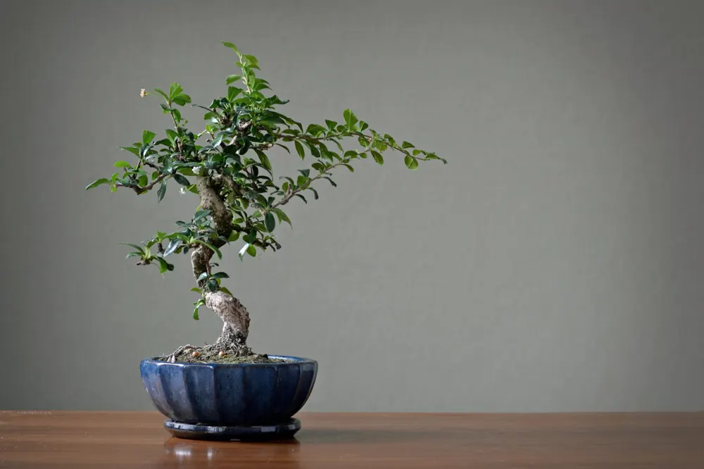 Feng Shui + Kaizen