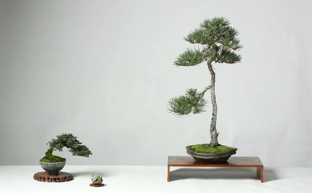 The Quiet Power of Intentional Spaces: Merging Feng Shui and Kaizen for Modern Living